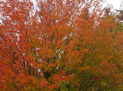Pics/IMG_1394.JPG - 68