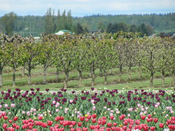 Pics/IMG_3244_2012-05-02_20.37.jpg - 11