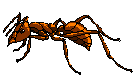  ../img/bugs/antim02.gif 