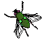  ../img/bugs/flyim02.gif 