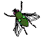  ../img/bugs/flyim02.gif 