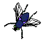  ../img/bugs/flyim03.gif 