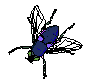  ../img/bugs/flyim03.gif 