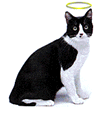  angelcat.gif 