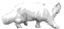 Cat-white_walking