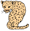  leopard1.gif 