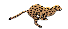  leopard_run.gif 