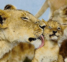  lion1.gif 