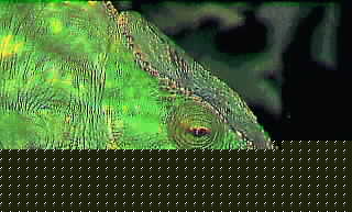 Chameleon
