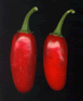 Jalepeno