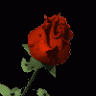 redrose.gif