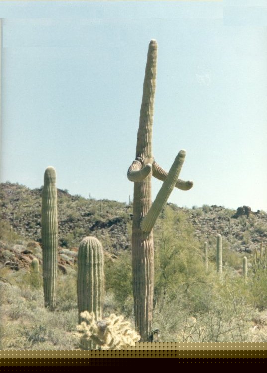  cacti.jpg 
