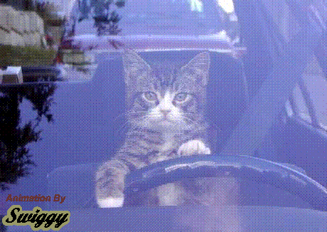 Pics/cat_driving.gif